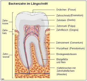 Details eines Backenzahn